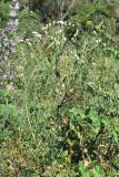 Erigeron khorassanicus