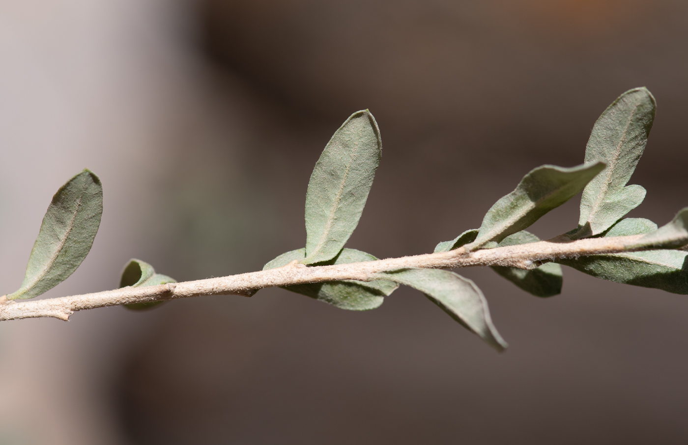 Image of Cantua buxifolia specimen.