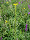 Patrinia scabiosifolia. Верхушка расцветающего растения на сыром лугу. Приморский край, Ольгинский р-н, окр. с. Милоградово. 11.08.2009.