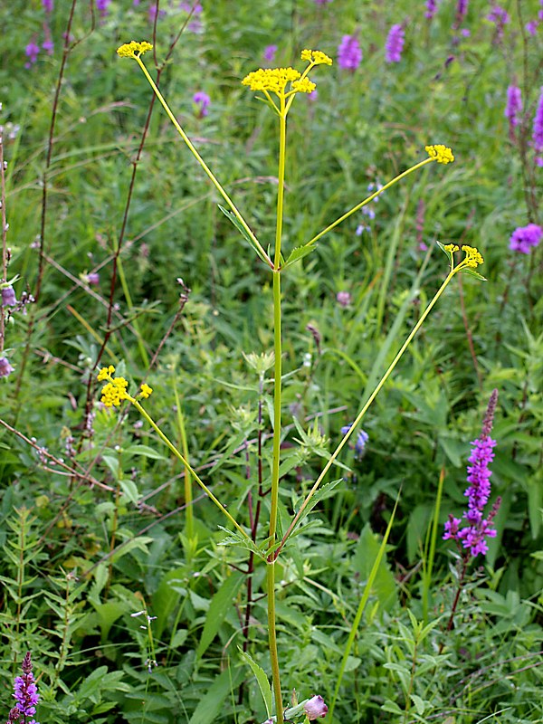 Image of Patrinia scabiosifolia specimen.