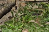 Phyllitis scolopendrium