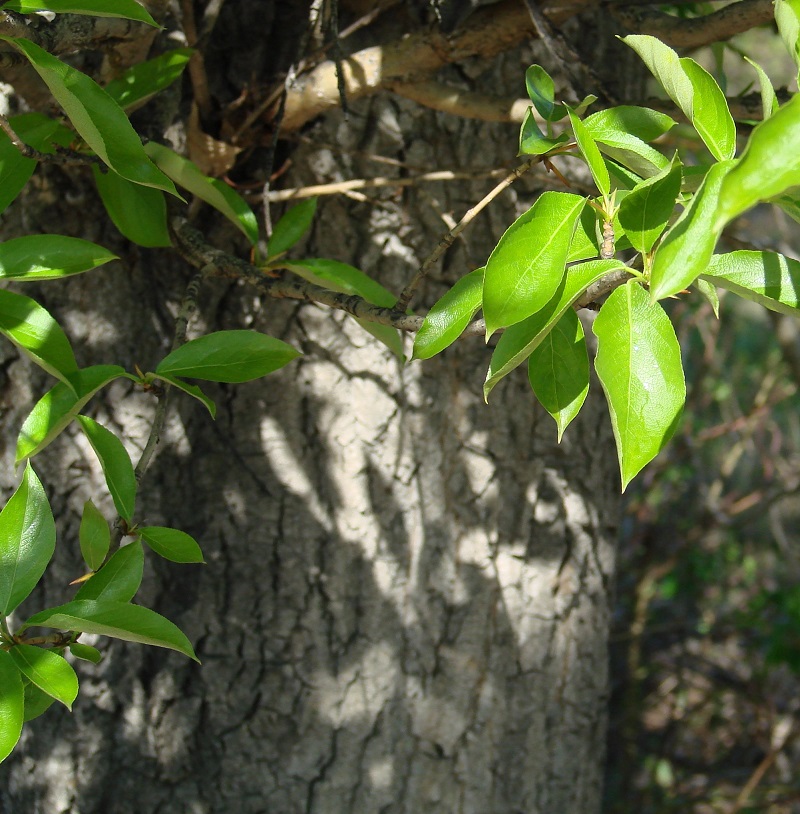 Image of Populus suaveolens specimen.