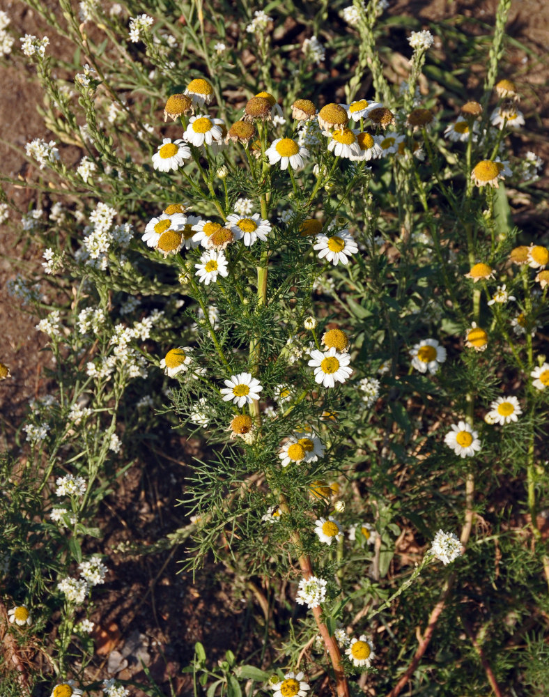 Image of Tripleurospermum inodorum specimen.