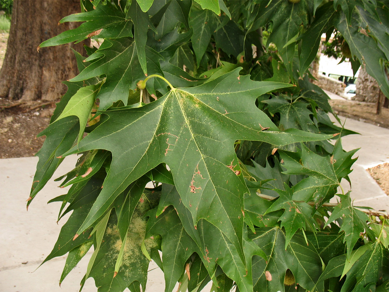 Изображение особи Platanus orientalis.