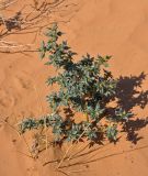 Xanthium spinosum