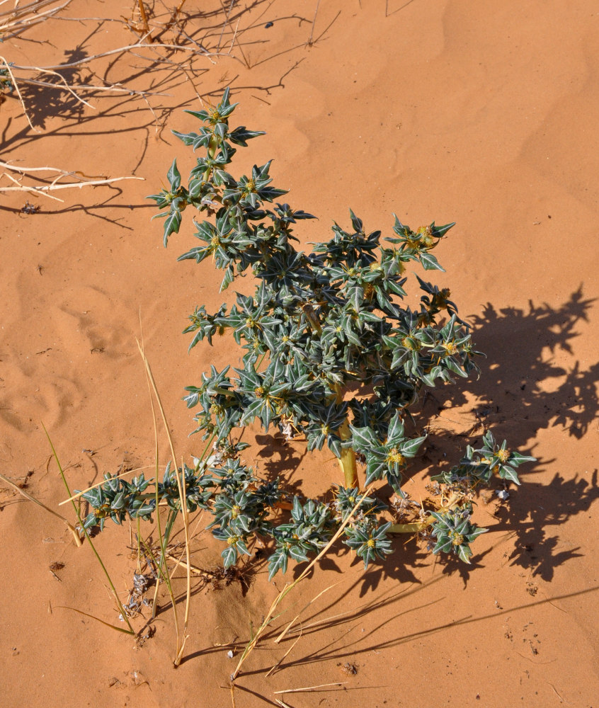 Image of Xanthium spinosum specimen.