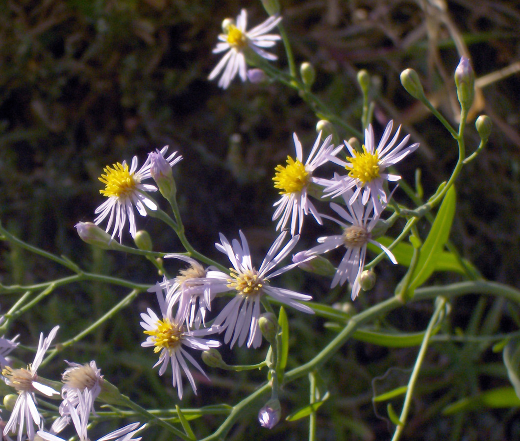 Image of Tripolium pannonicum specimen.