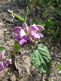 Phlomis fruticetorum