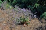 Limonium scoparium