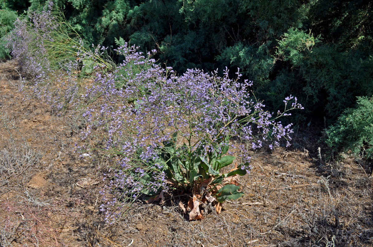 Изображение особи Limonium scoparium.