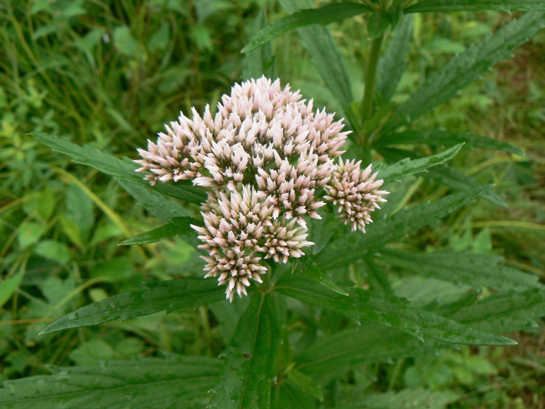 Изображение особи Eupatorium lindleyanum.