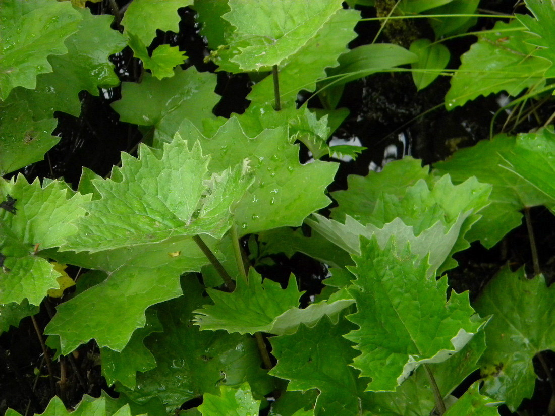 Image of Petasites frigidus specimen.