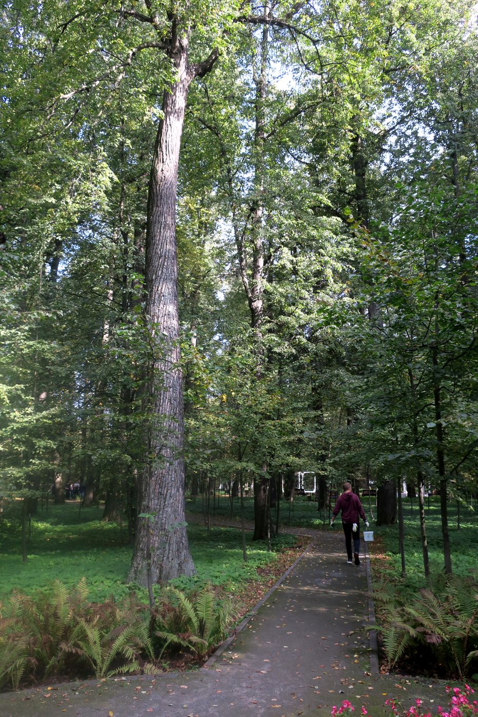 Image of Tilia cordata specimen.