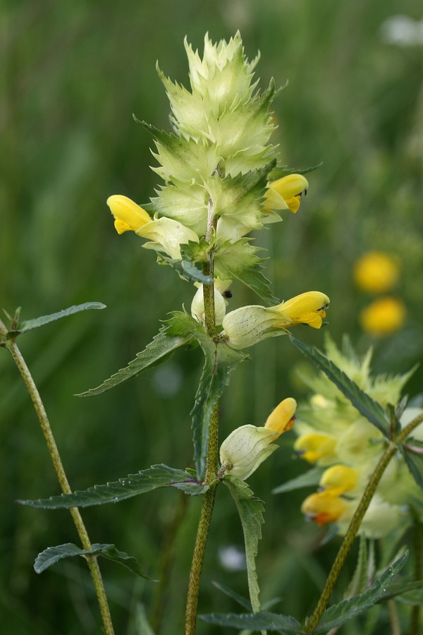 Изображение особи Rhinanthus vernalis.