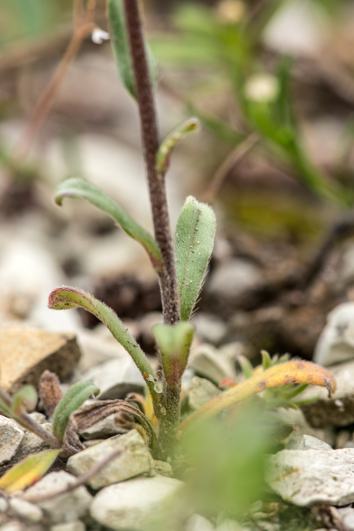 Image of Buglossoides arvensis specimen.