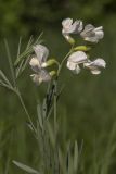 Lathyrus pallescens