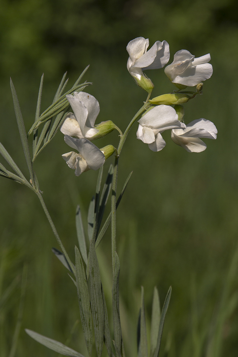 Изображение особи Lathyrus pallescens.