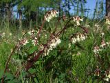 Astragalus frigidus