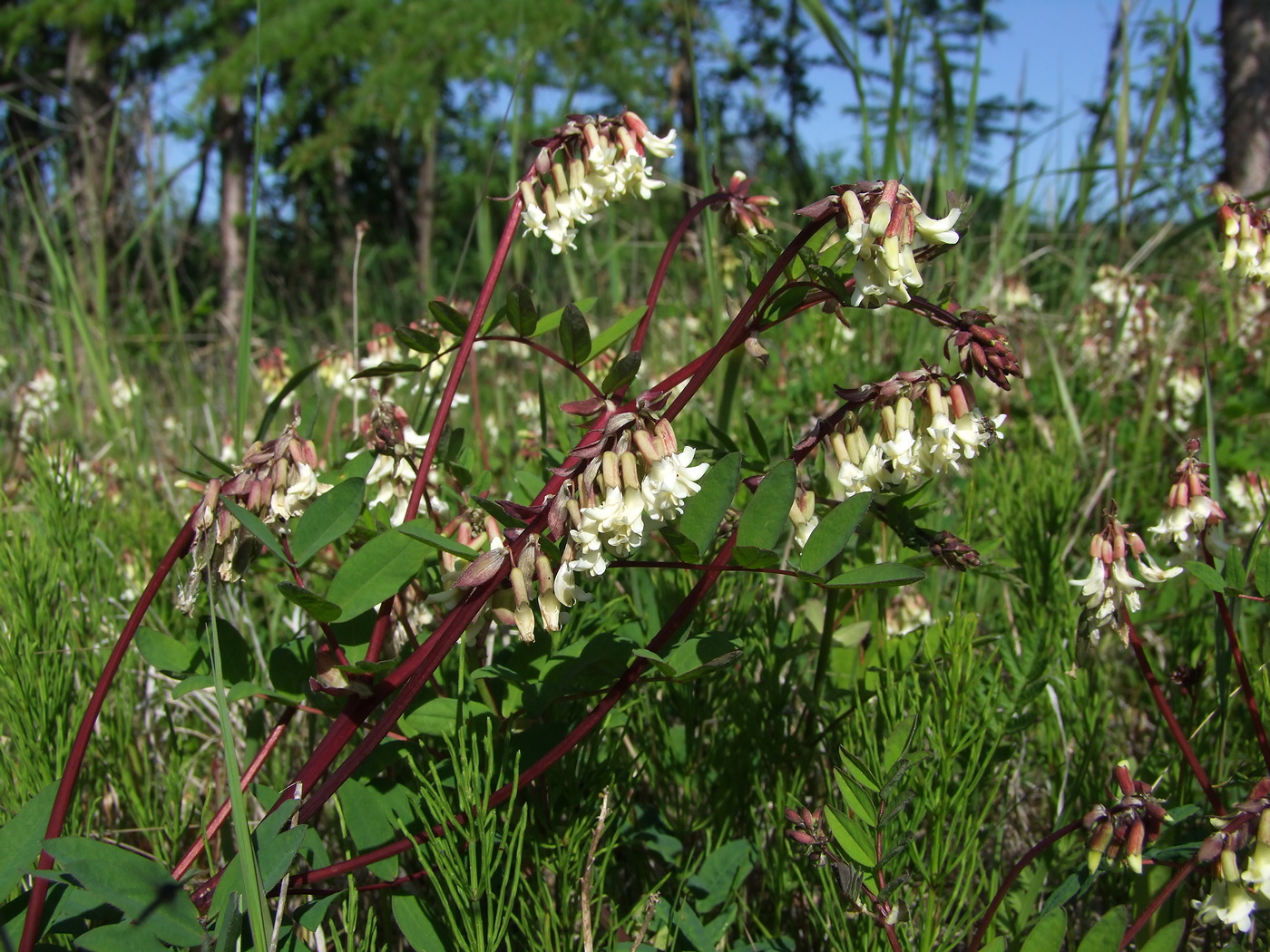 Image of Astragalus frigidus specimen.