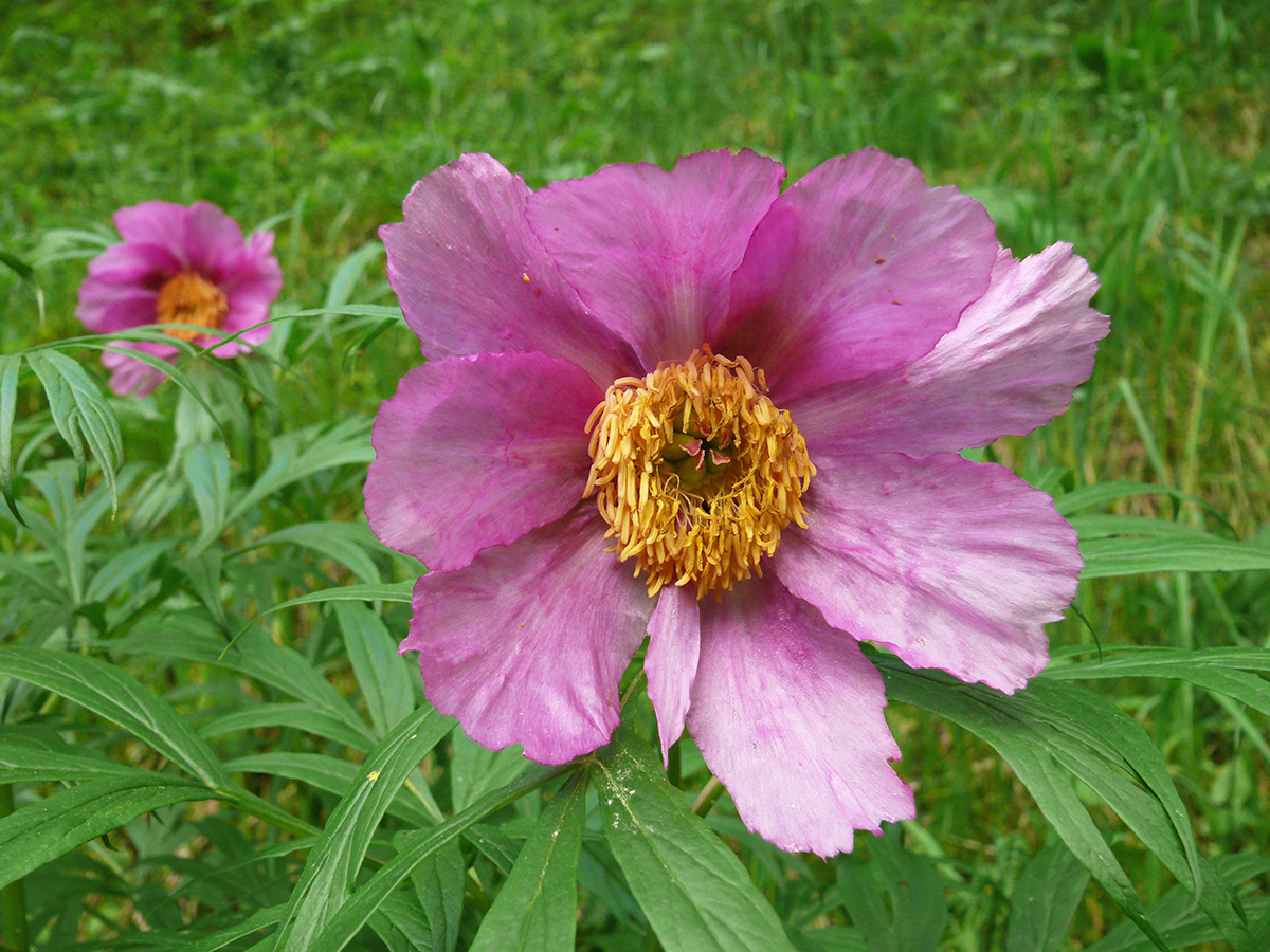 Image of Paeonia anomala specimen.