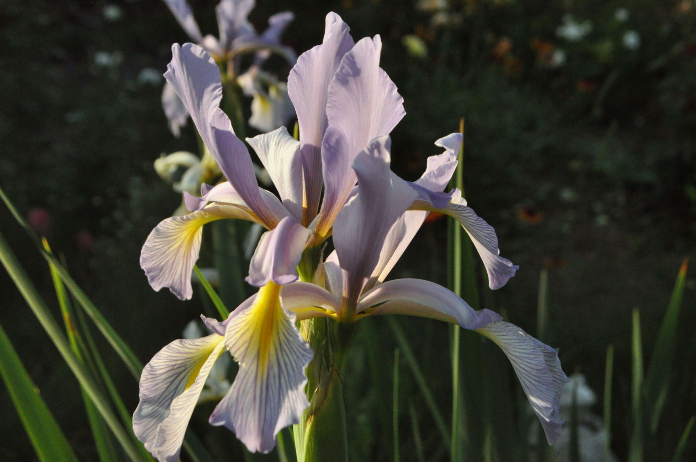 Image of Iris spuria specimen.