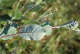 Salix glauca