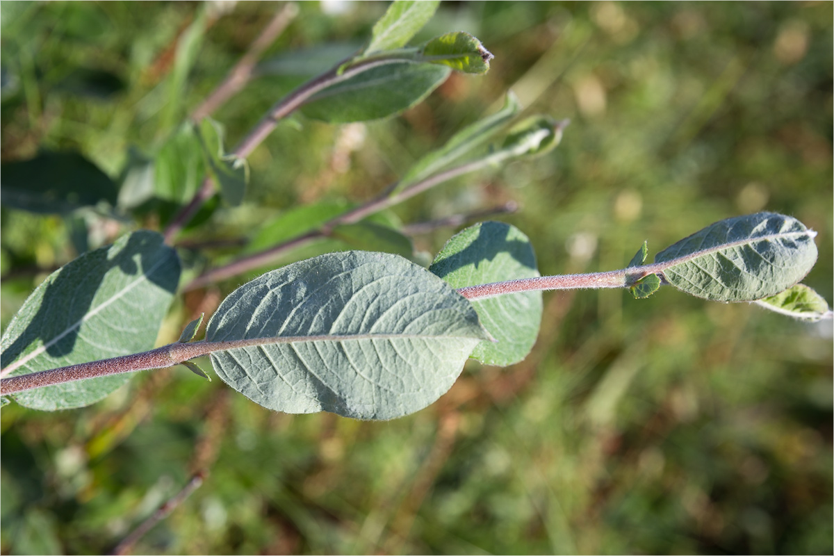 Изображение особи Salix glauca.