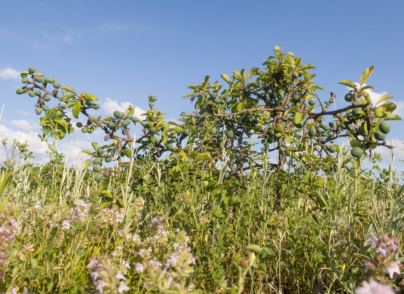 Image of Prunus stepposa specimen.