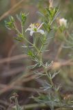 Peganum harmala