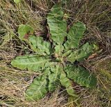 Taraxacum serotinum