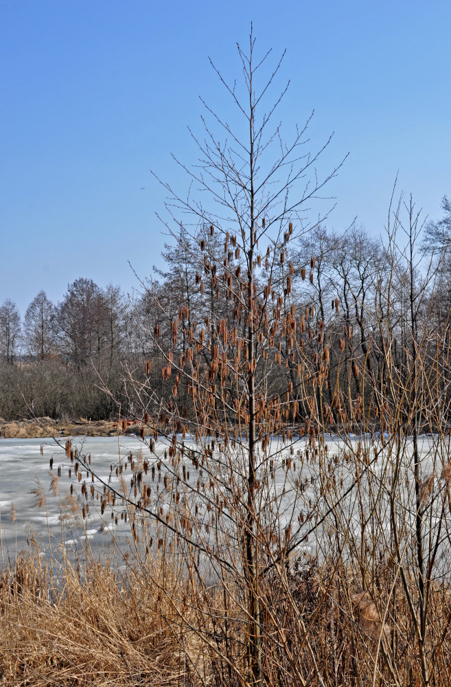 Изображение особи Alnus glutinosa.