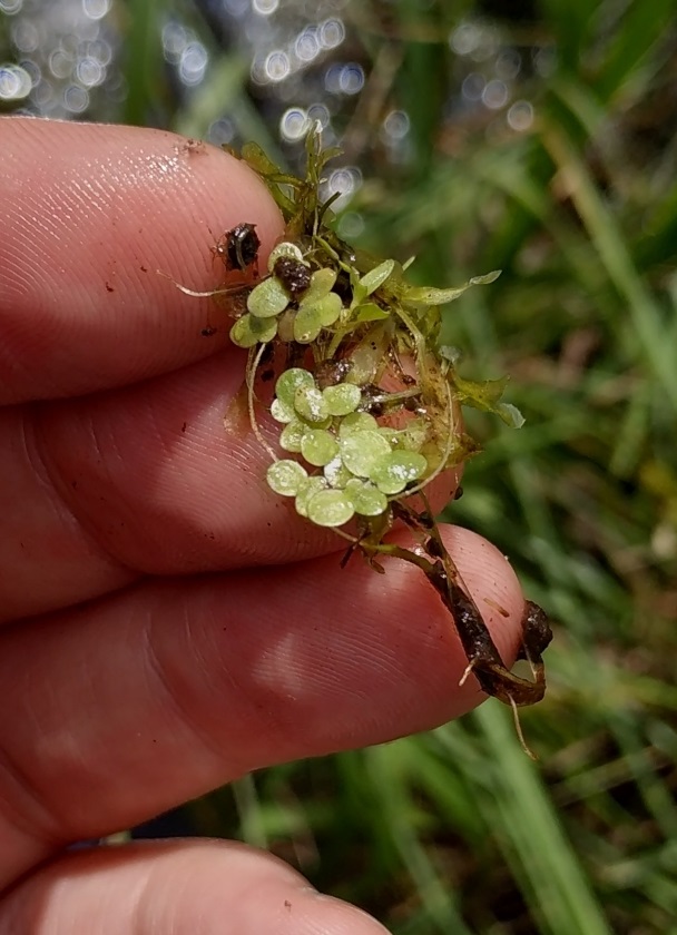 Изображение особи Lemna turionifera.