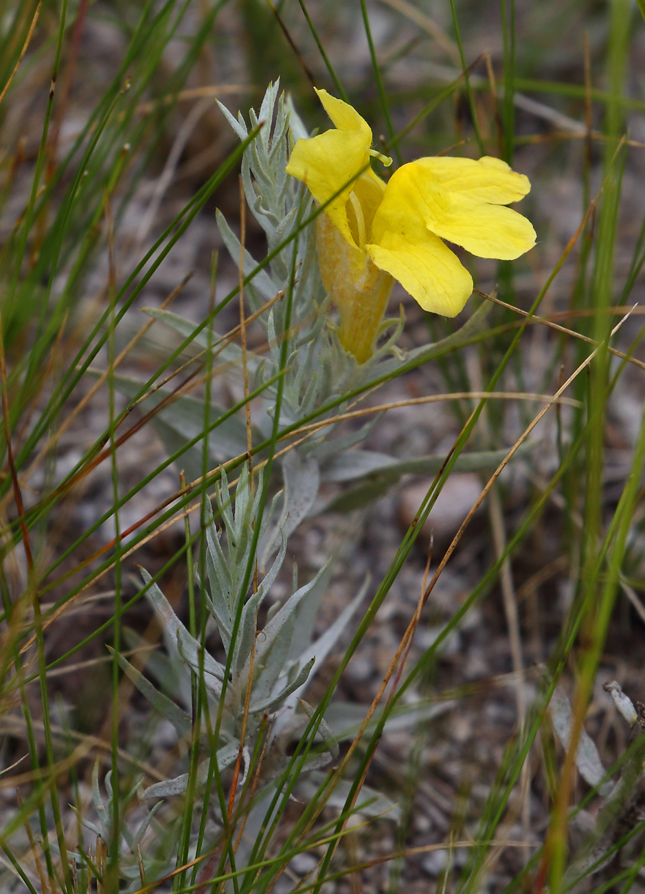 Image of Cymbaria daurica specimen.