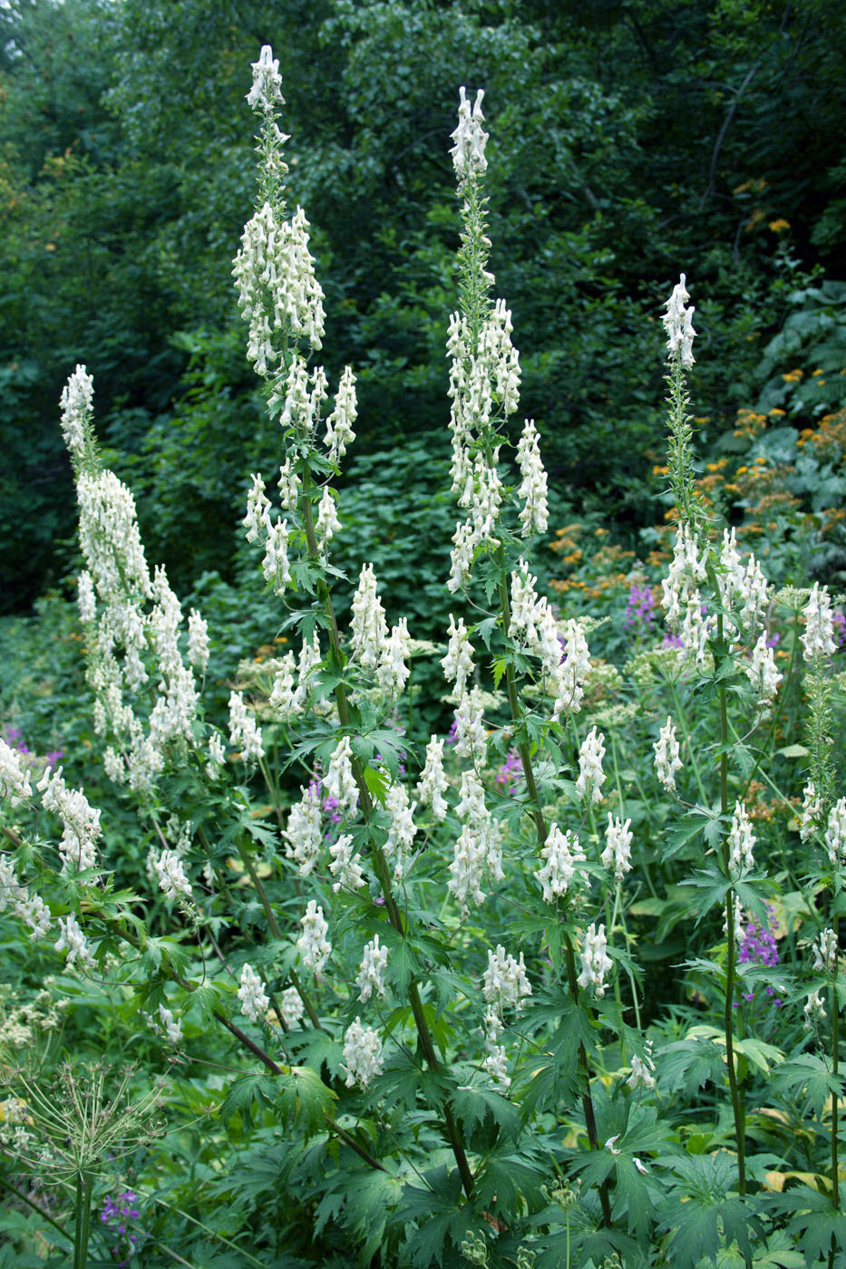 Изображение особи Aconitum orientale.