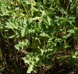 Heracleum sibiricum