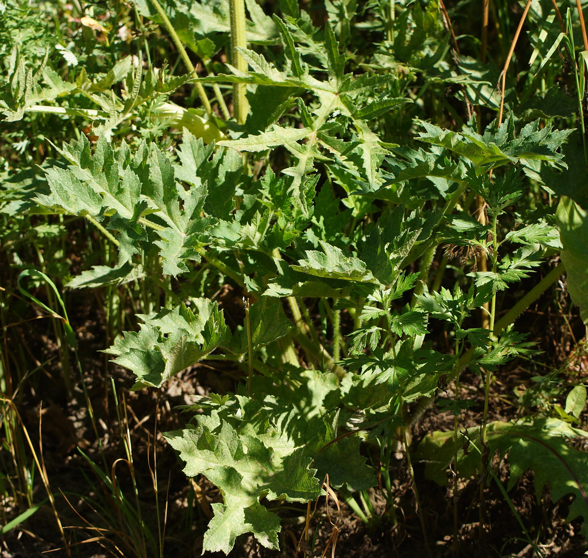 Изображение особи Heracleum sibiricum.