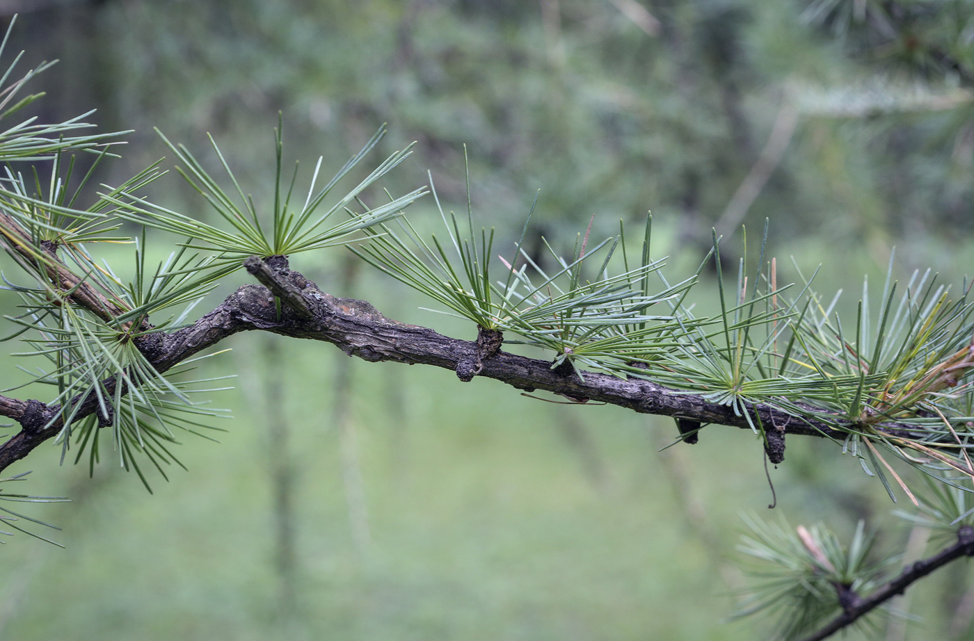 Image of Larix laricina specimen.