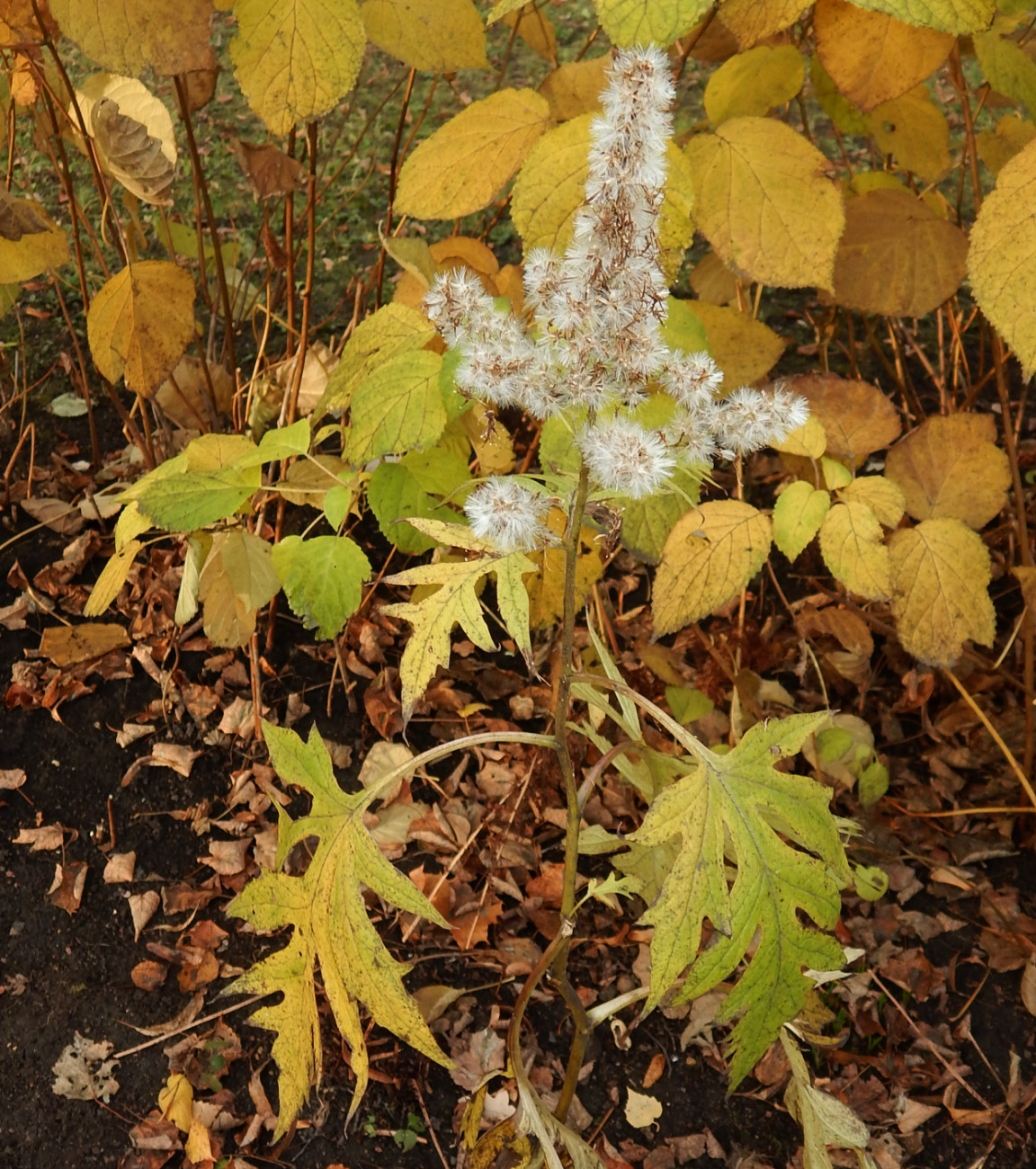 Image of Sinacalia tangutica specimen.