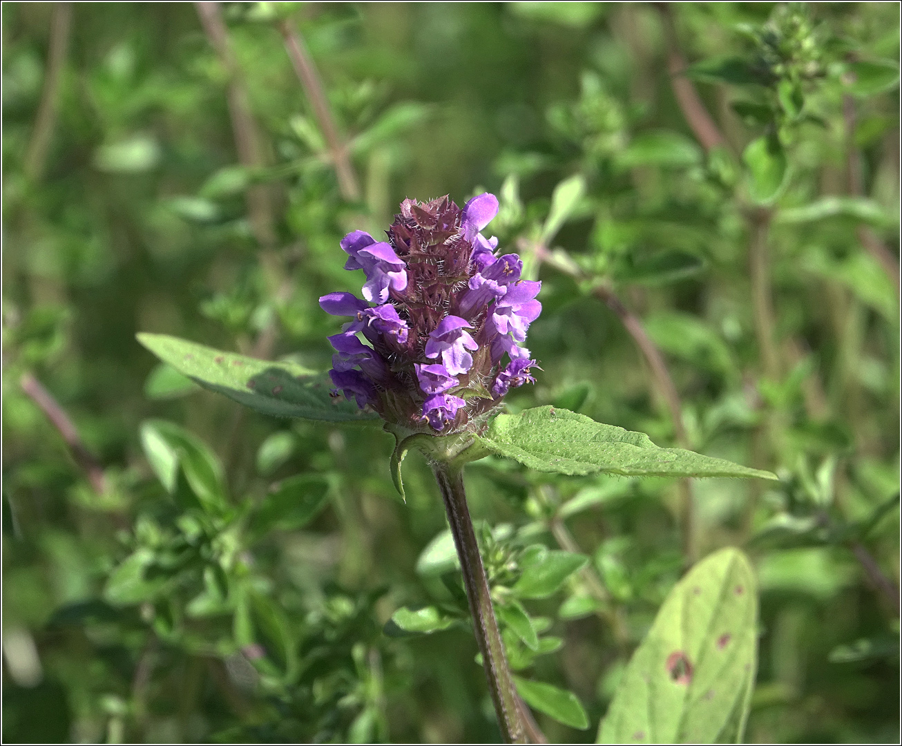 Изображение особи Prunella vulgaris.