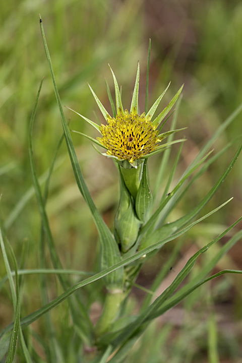 Изображение особи Tragopogon capitatus.