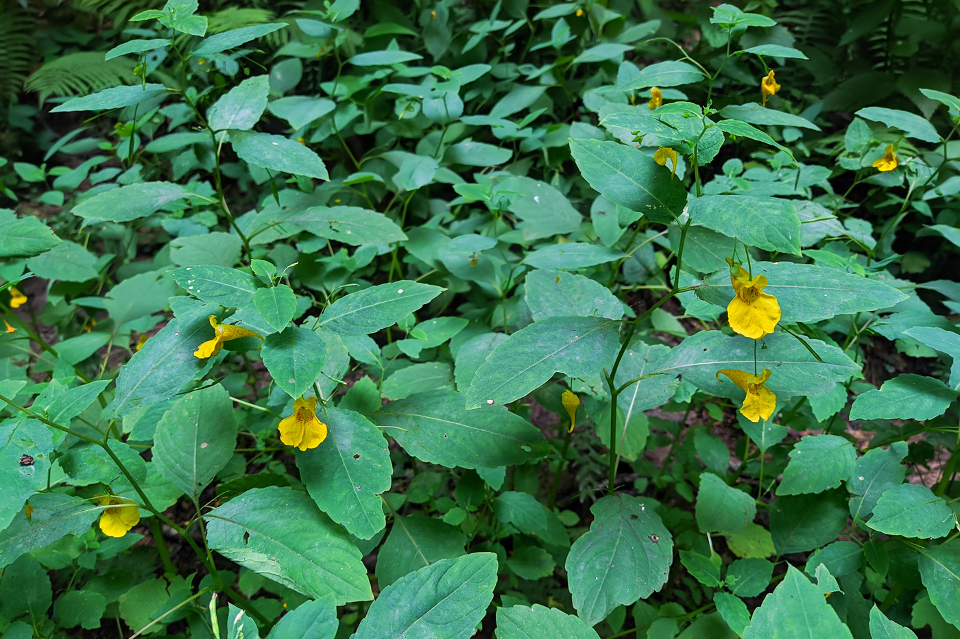 Image of Impatiens noli-tangere specimen.