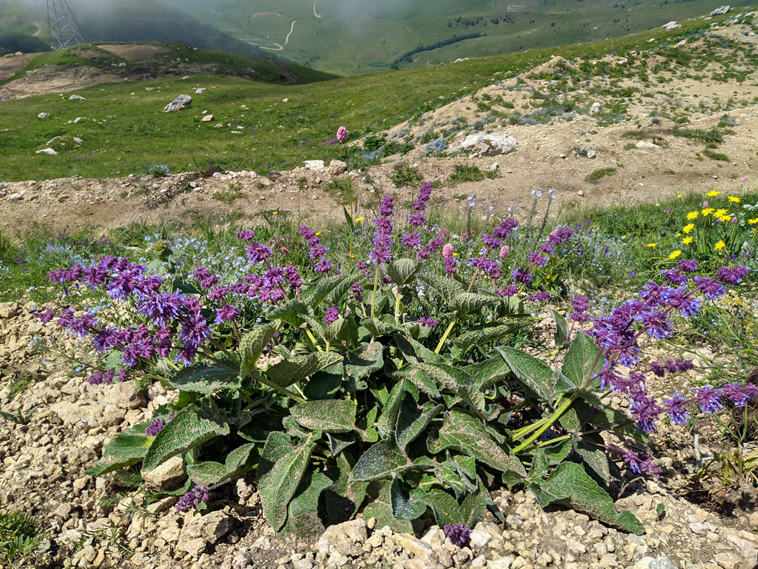 Изображение особи Salvia verticillata.