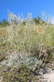 Artemisia hololeuca