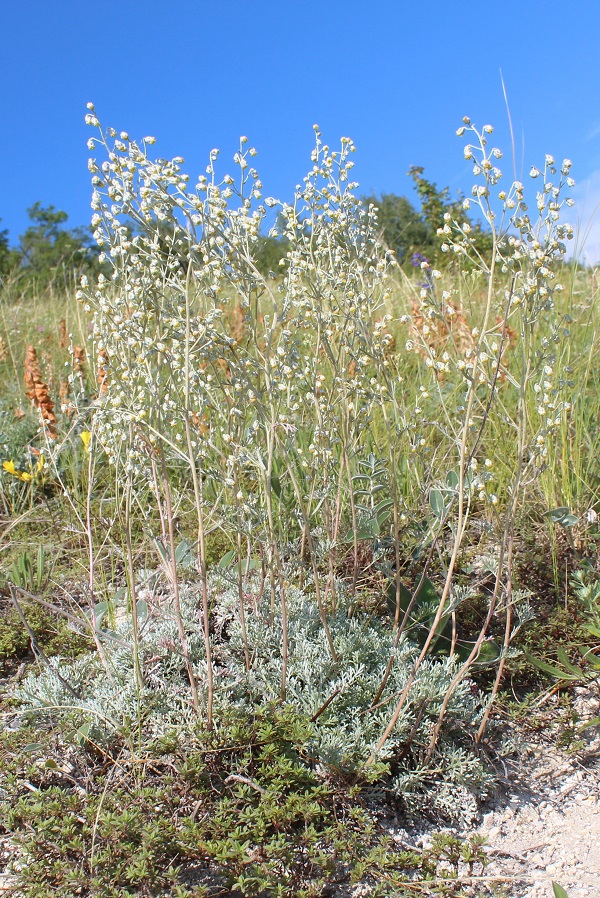 Изображение особи Artemisia hololeuca.