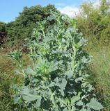 Brassica oleracea variety sabellica