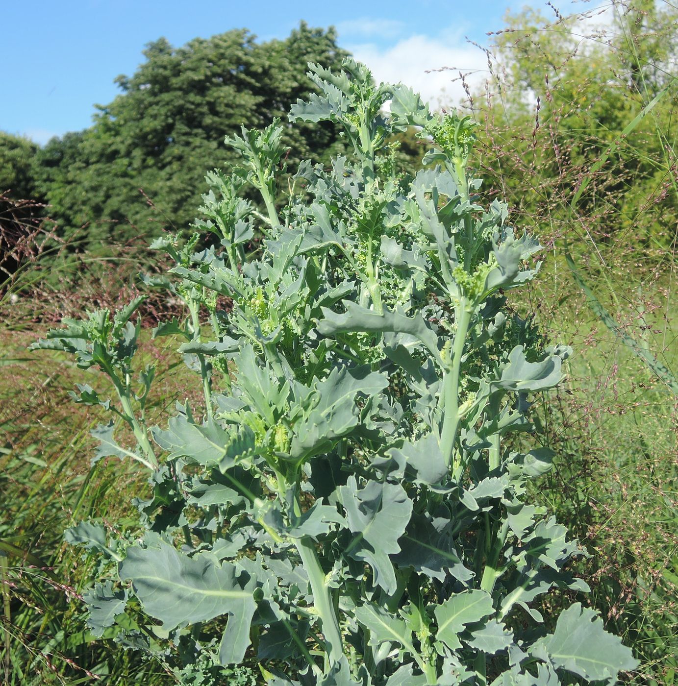 Изображение особи Brassica oleracea var. sabellica.