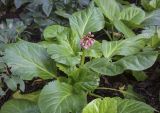 Bergenia purpurascens. Цветущее растение. Москва, Аптекарский огород, теневой сад, в культуре. 03.09.2021.