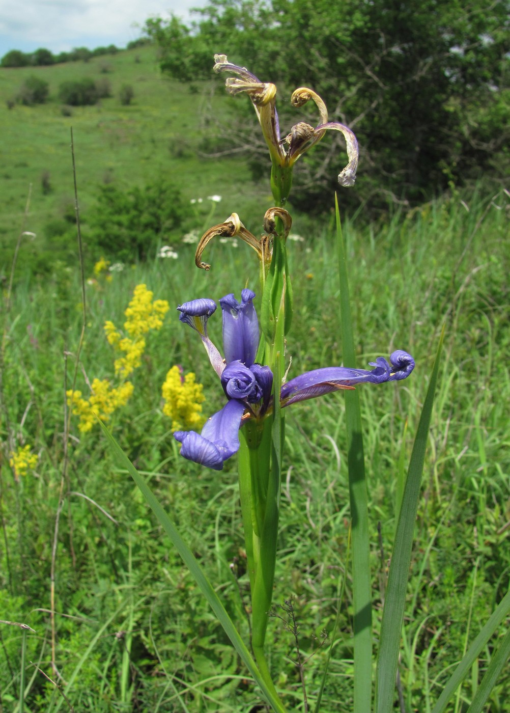 Изображение особи Iris notha.