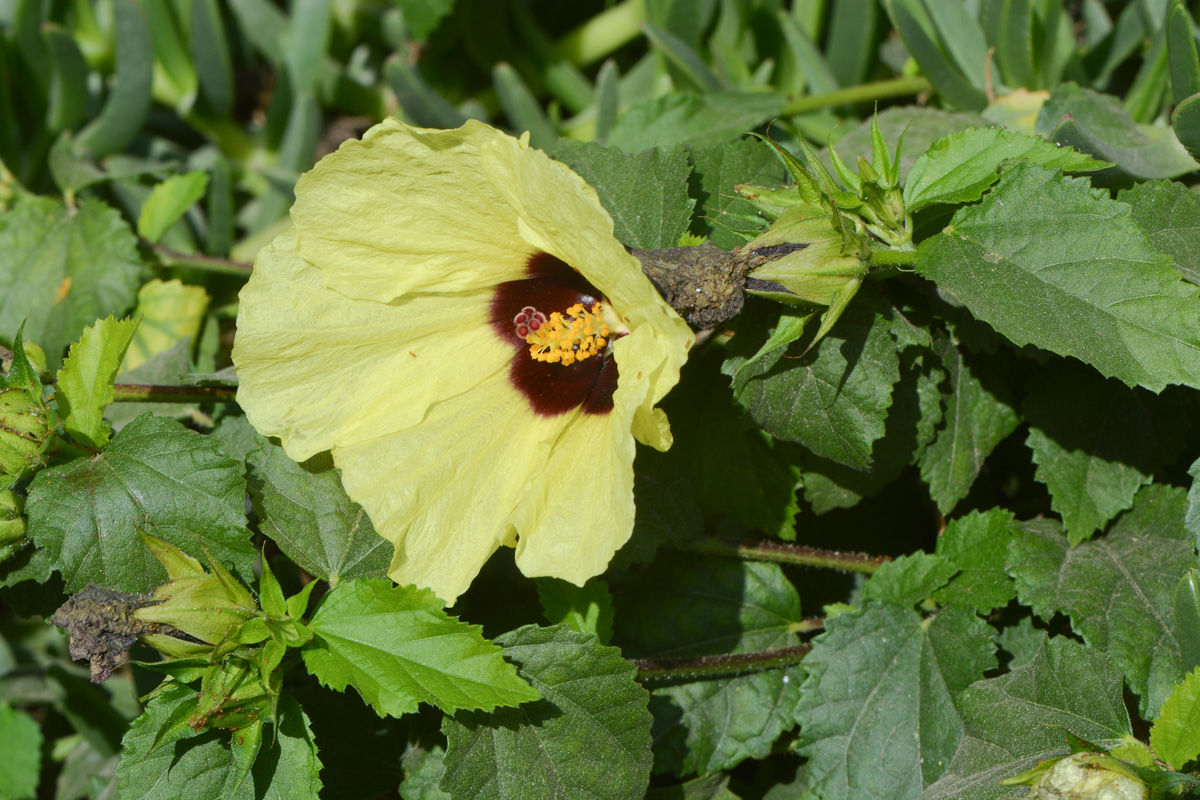 Изображение особи Hibiscus panduriformis.