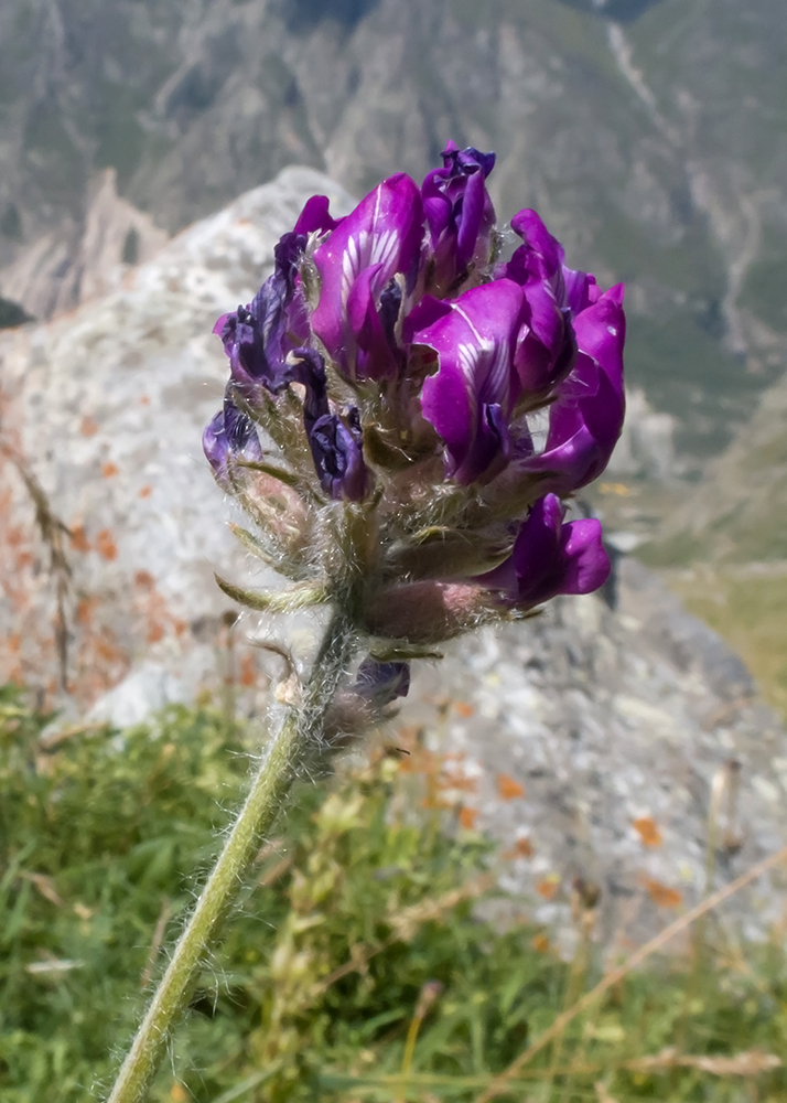 Image of Oxytropis owerinii specimen.